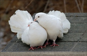 Немецкий суд разрешил убивать птиц мира